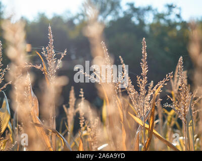 Attraverso gli stocchi di mais maturo la sera autunno sole risplende. La sommità delle piante sono coperti con una piccola rete di ragnatele. Sullo sfondo si c Foto Stock