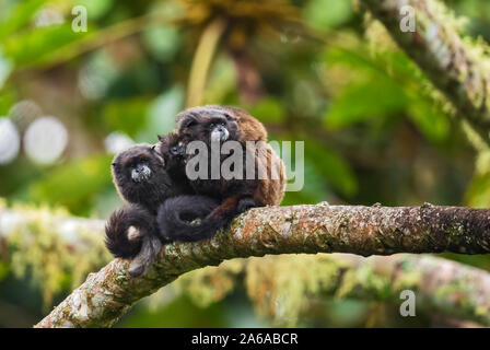 Graells's Black-mantello Tamarin- Saguinus nigricollis graellsi, timido minuscolo primate con faccia bianca da pendici andine del Sud America, Wild Sumaco, Ecua Foto Stock