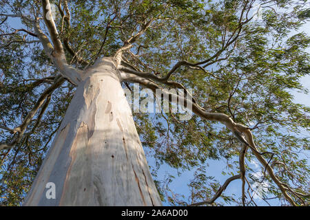 Basso angolo vista di eucalipto Foto Stock