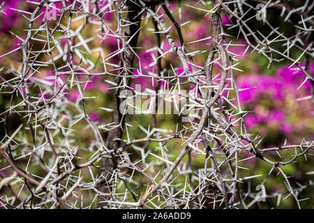 Albero spinoso con picchi di bianco, sfondo viola Foto Stock