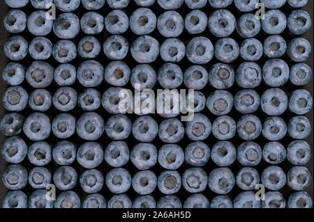 Mature succosa mirtilli ordinatamente disposte sulla superficie di uno strato Foto Stock