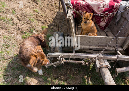 Cane sulla catena in cattività da qualche parte in Transilvania Foto Stock