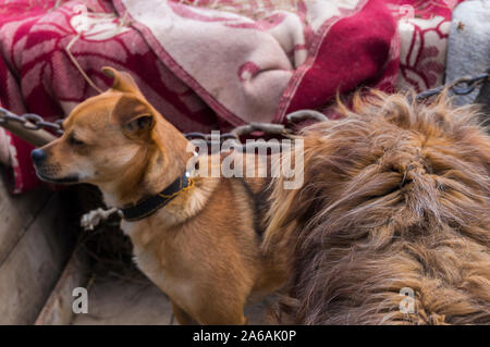 Cane sulla catena in cattività da qualche parte in Transilvania Foto Stock