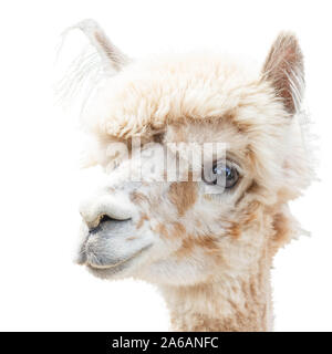 Ritratto di un Alpaca lama sorridente isolato su una bianca Foto Stock