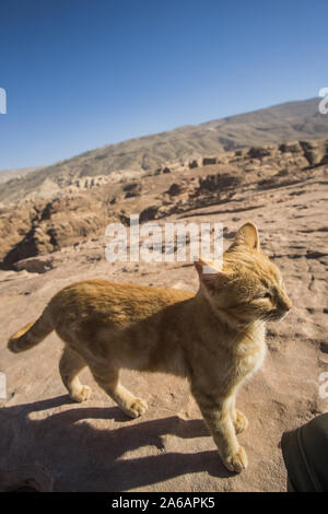 Un bel gatto che stabilisce intorno alla incredibile Petra national park in Giordania Foto Stock