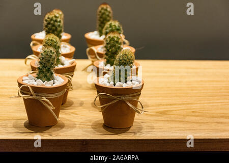 Due righe di cactus vasi su un tavolo Foto Stock