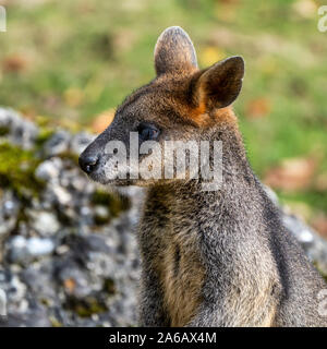 Swamp Wallaby, Wallabia bicolor, è uno dei più piccoli canguri. Questo wallaby è anche comunemente noto come il nero wallaby Foto Stock