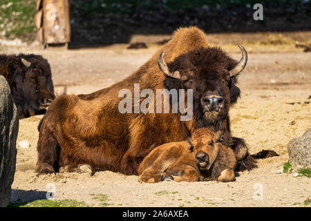 I bisonti americani o semplicemente bison, anche comunemente noto come il bufalo americano o semplicemente di Buffalo, è un North American specie di bisonti che una volta in roaming Foto Stock