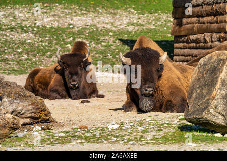 I bisonti americani o semplicemente bison, anche comunemente noto come il bufalo americano o semplicemente di Buffalo, è un North American specie di bisonti che una volta in roaming Foto Stock