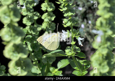 Un bellissimo esemplare di cavolo farfalle vola da fiore a fiore e raccoglie il nettare da loro. Foto Stock