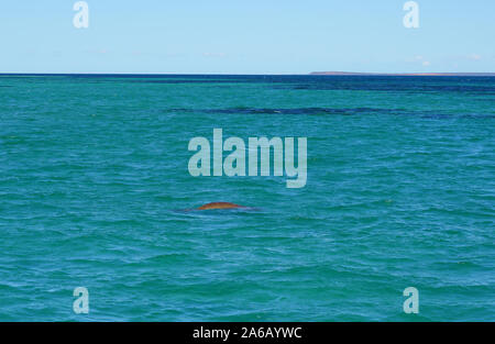 Vista di un dugongo selvatico (Dugong dugon) nelle acque dell'Oceano Indiano in Shark Bay, Australia occidentale Foto Stock