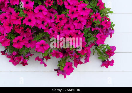 Viola e violetto fiori di petunia in bianco sullo sfondo di legno. Fiori decorativi per il parco della città. Brillante fiori di Petunia sfondo. Foto Stock