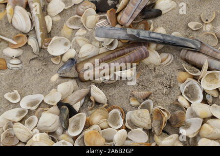 Conchiglie sulla spiaggia nei Paesi Bassi Foto Stock