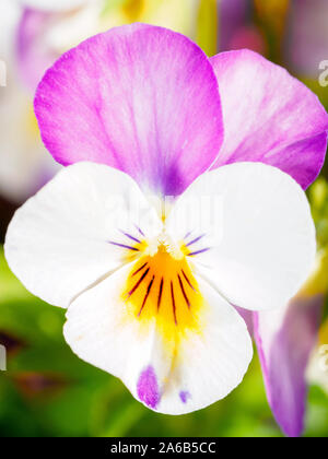 Bianco e rosa pansy close up Foto Stock