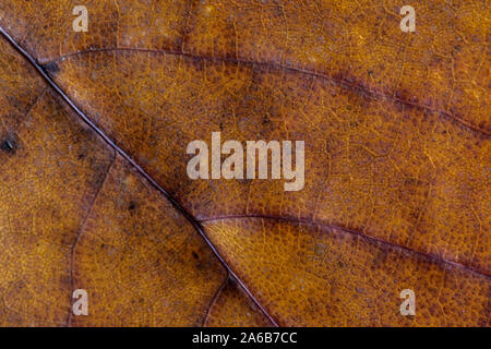 Marrone foglia texture vicino, che mostra i dettagli e venature rosse. Foglie di autunno sfondo. Foto Stock