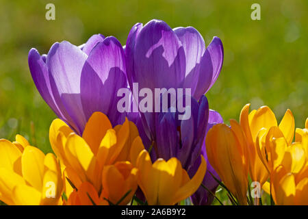 Giallo e viola di crochi Foto Stock