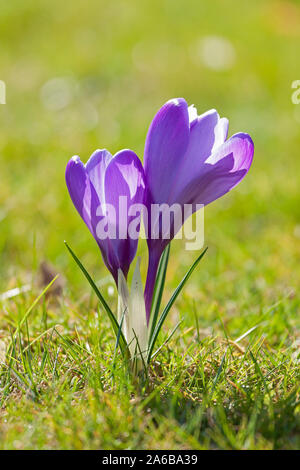 Croco viola Foto Stock