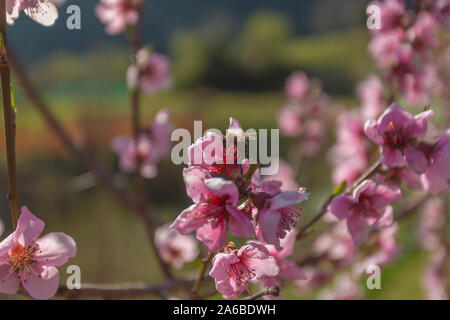 Bee cercando il polline di un Fiore di pesco Foto Stock