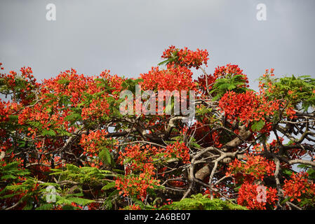 Estate nel Queensland, in Australia è contrassegnato dalla fioritura della bella Royal Poinciana alberi. Nota di ampio spazio per la copia nel cielo. Foto Stock