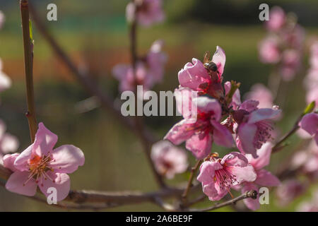 Bee che sembra per il polline in medio dei rami di un albero di pesco in fiore Foto Stock