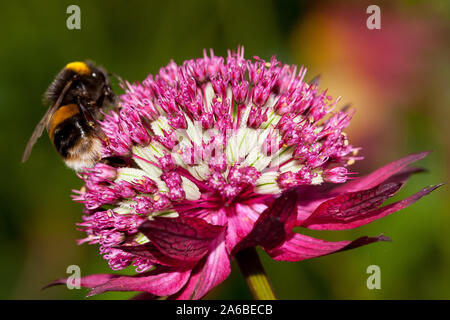 British ape su fiore Foto Stock