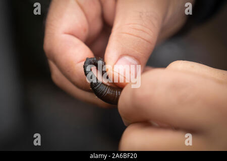 Primo piano delle mani dell'uomo baiting un amo da pesca con lugworm nero Foto Stock