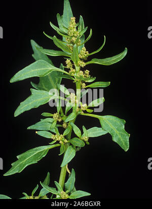 Fig-lasciato (goosefoot Chenopodium ficifolium) fiori e foglie superiori di questa pianta annuale della massa dei rifiuti Foto Stock