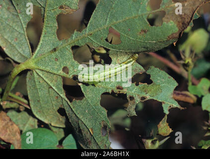 Crochet di cavolo (Trichoplusia ni) verde e bianca a strisce caterpillar danneggiato sulla foglia di cotone, Mississipi, STATI UNITI D'AMERICA, Ottobre Foto Stock