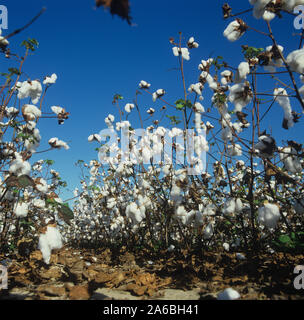 Essiccato quasi sfrondato il raccolto di cotone in open boll e pronta per il raccolto contro un blu cielo della Louisiana, Stati Uniti d'America, Ottobre. Foto Stock