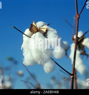 Perfetto, soffici, aprire il cotone boll al tempo di prelievo contro un blu cielo della Louisiana, Stati Uniti d'America, Ottobre. Foto Stock