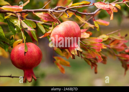 Sunny organici di frutti di melograno su un ramo pieno di arancione e verde delle foglie. Immagine Foto Stock