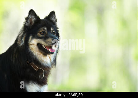 Ritratto di un Lapphund finlandese. Messa a fuoco selettiva e profondità di campo. Foto Stock