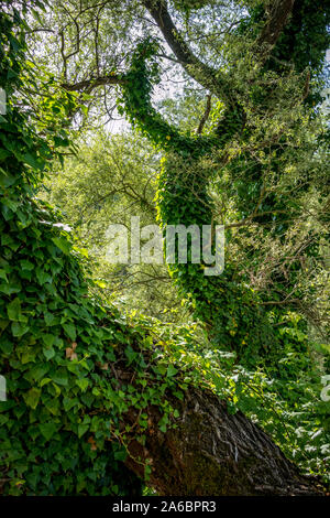 Luce verde edera intrecciano tronco di albero a park in Albania. Bellissimo albero morto forma, soleggiata giornata di primavera Foto Stock