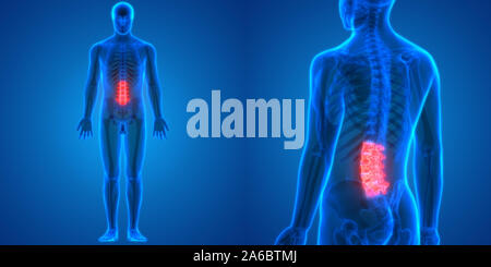 La colonna vertebrale vertebre lombari di scheletro umano anatomia del sistema Foto Stock