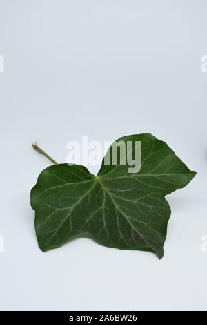 Singola foglia di edera su sfondo bianco Foto Stock