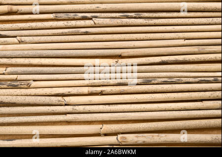Canne secche in una fila sullo sfondo di legno. Foto Stock