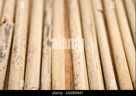 Canne secche in una fila sullo sfondo di legno. Messa a fuoco selettiva. Foto Stock