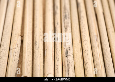 Canne secche in una fila sullo sfondo di legno. Messa a fuoco selettiva. Foto Stock
