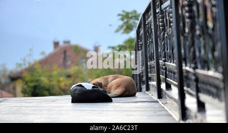 Due cani randagi di dormire su una superficie di legno di un immagine del ponte Foto Stock