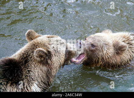 Orso bruno - Ursus arctos coppia affacciati, giocare in acqua Foto Stock