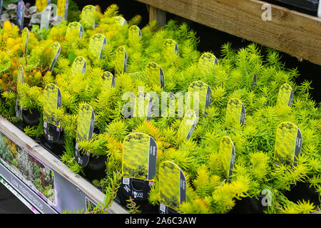 Sedum rupestre "Angelina", nome comune stonecrop, un arbusto sempreverde pianta perenne per la vendita in un vivaio, England, Regno Unito Foto Stock