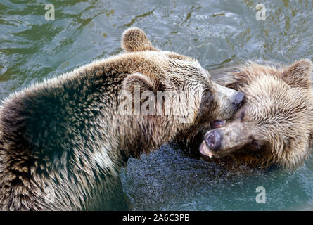 Orso bruno - Ursus arctos coppia affacciati, morbidamente giocando in acqua Foto Stock