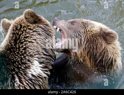 Orso bruno - Ursus arctos coppia affacciati, morbidamente giocando in acqua Foto Stock