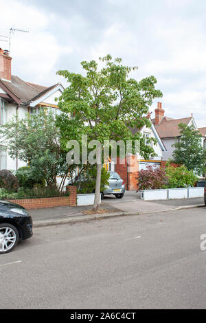 Père David Maple (Acer davidii) street tree, Chingford, Londra E4 Foto Stock