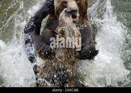 Orso bruno - Ursus arctos coppia affacciati, morbidamente giocando in acqua Foto Stock
