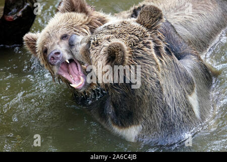 Orso bruno - Ursus arctos coppia affacciati, morbidamente giocando in acqua Foto Stock