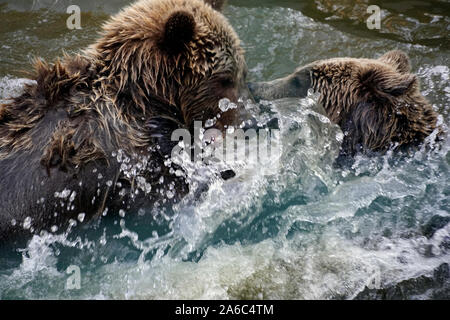Orso bruno - Ursus arctos coppia affacciati, morbidamente giocando in acqua Foto Stock