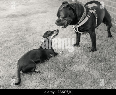 Due diverse razze di cani, una Staffordshire Bull Terrier cane e una miniatura Bassotto cucciolo di socializzare. Il piccolo cane è osservando il terrier Foto Stock