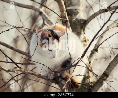Gatto sulla struttura, gatto selvatico Foto Stock