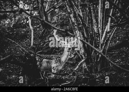 Un ritratto in bianco e nero di un cervo in mezzo a una foresta. La sua pelliccia ha punti su di esso e la sua guardando dritto verso la fotocamera. Foto Stock